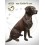 Bronze animalier : chien en bronze ad325-100 ( H .70 x L .58 Cm )