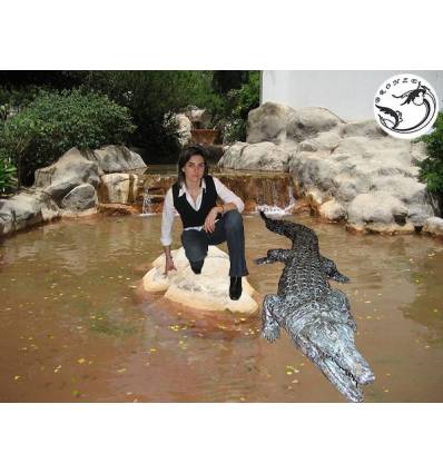 Bronze animalier :Crocodile en bronze BRZ45 ( H .30 x L :300 Cm ) Poids : 128 Kg 